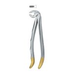 Incisors and cuspids 13
